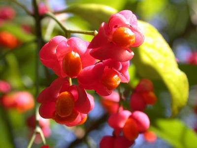 Euonymus europaeus - Cappello del prete, Fusaggine