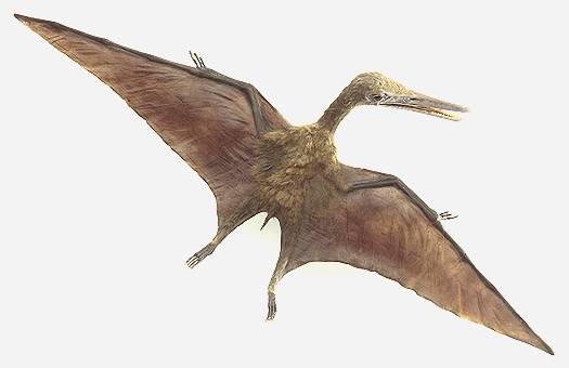 Pterosauro