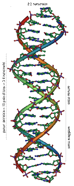 DNA Overview it .png