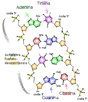 DNA chemical structure it.svg