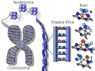 Struttura del DNA