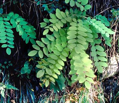 foglie di robinia