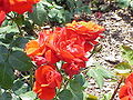 Rosa sp.71.jpg