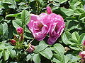 Rosa sp.110.jpg