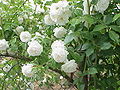 Rosa sp.75.jpg