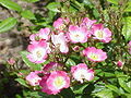 Rosa sp.40.jpg