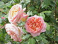 Rosa sp.18.jpg