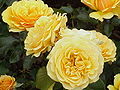 Rosa sp.30.jpg