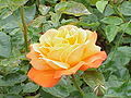 Rosa sp.27.jpg