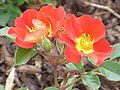 Rosa sp.145.jpg