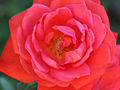 Rosa45612.jpg