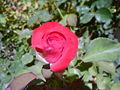 ROSE072007.JPG