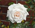 06.2010a white Rosa wp1.jpg